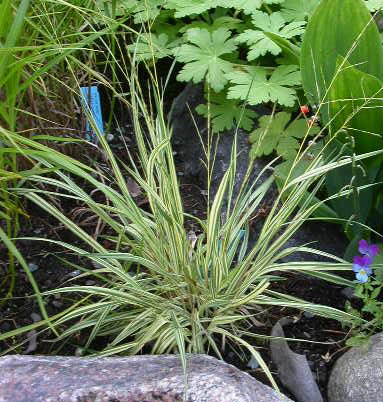 MOLINA CERULEA VARIEGATA